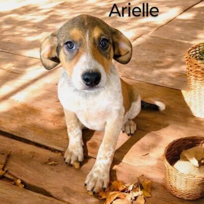 Arielle