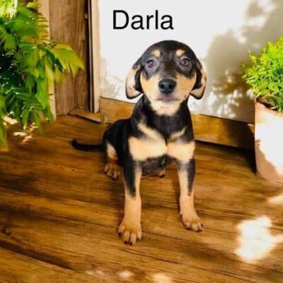 Darla