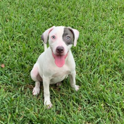 Hallie