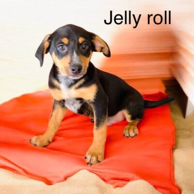 Jelly Roll