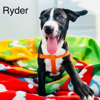 Ryder