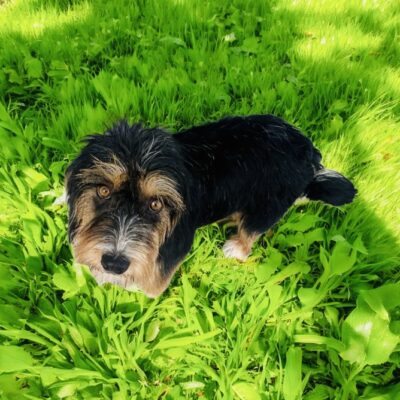toby