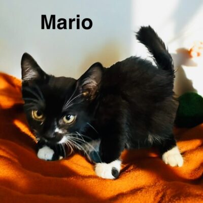 Mario