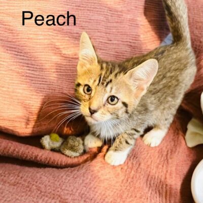 Peach
