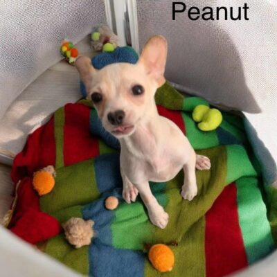 Peanut