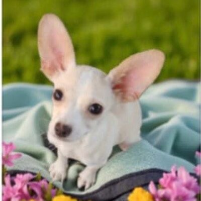Peanut