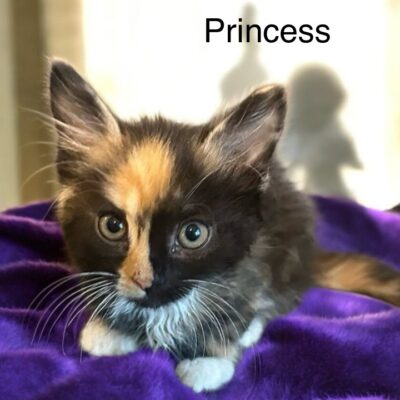 Princess