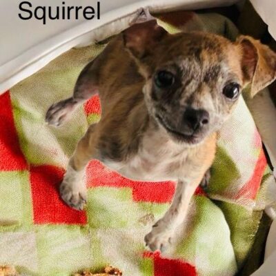 Squirrel