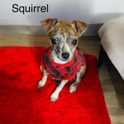 Squirrel