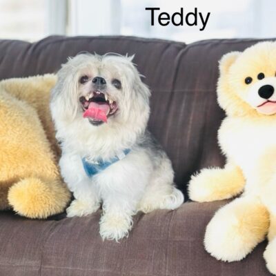 Teddy