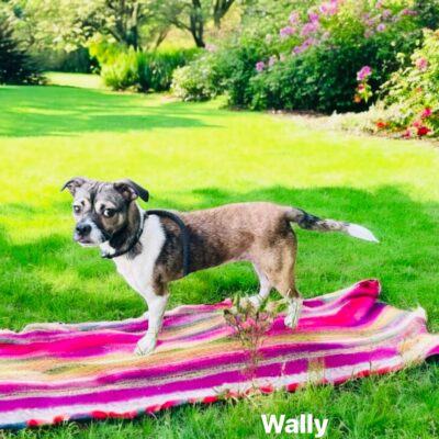 Wally