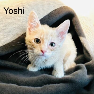 Yoshi