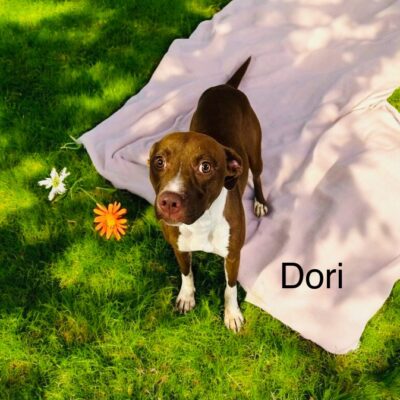 Dori