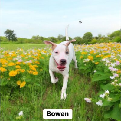 Bowen