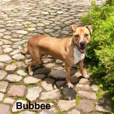 Bubbee