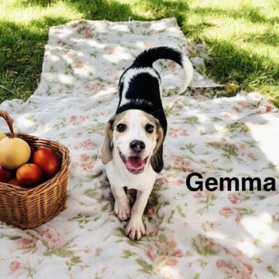 Gemma