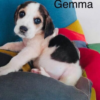 Gemma