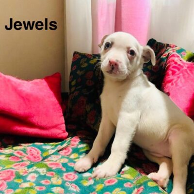 Jewels
