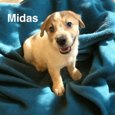 Midas
