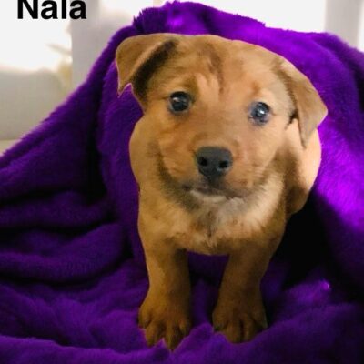 Nala