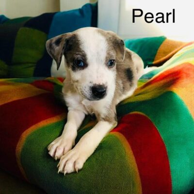 Pearl