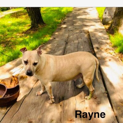 Rayne