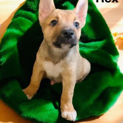 Rex