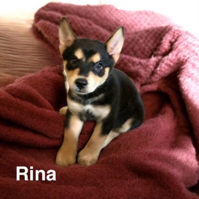 Rina