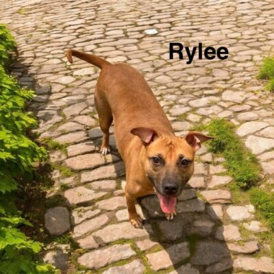 Rylee