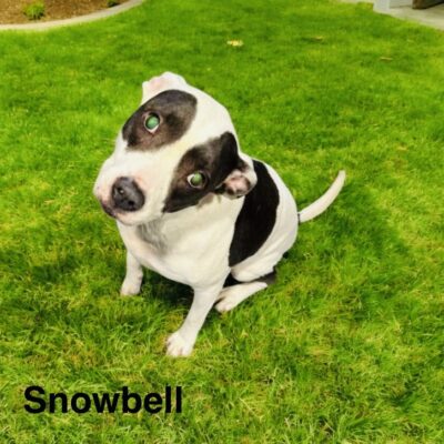 Snowbell