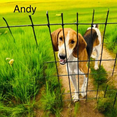 Andy