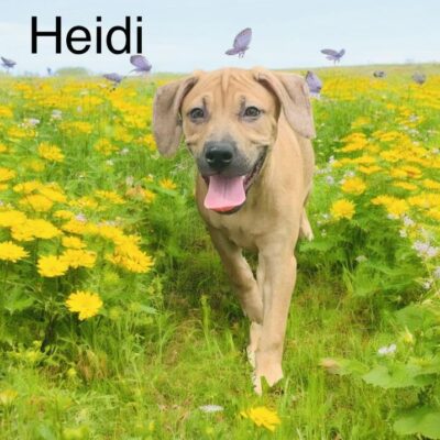 Heidi