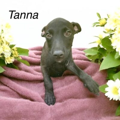 Tanna