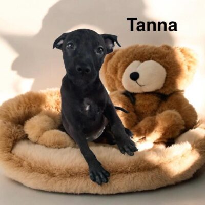 Tanna