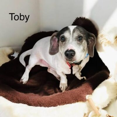 Toby