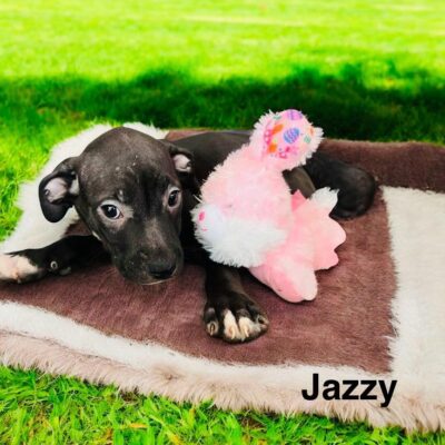 Jazzy