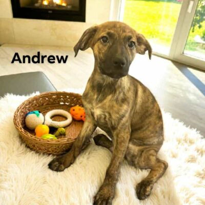 Andrew