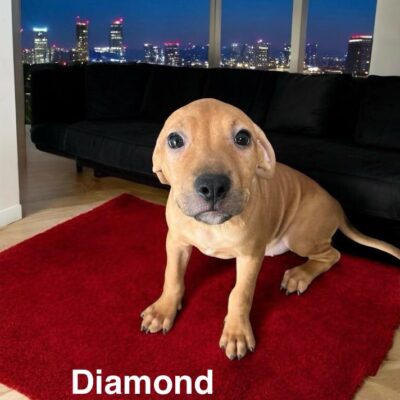 Diamond