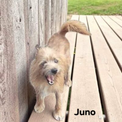 Juno