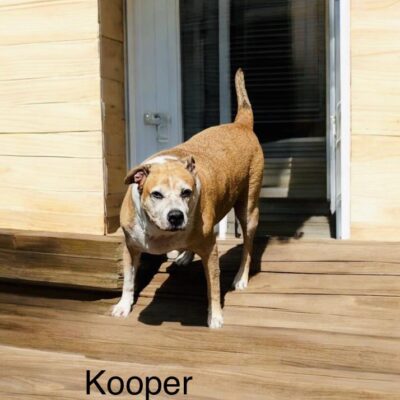 Kooper