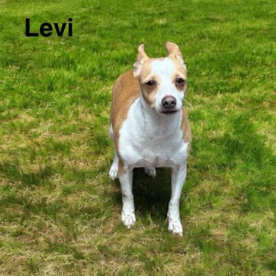 Levi