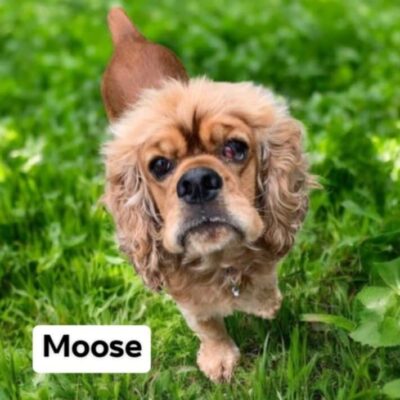 Moose