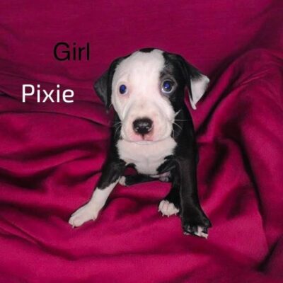Pixie