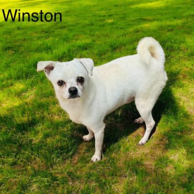 Winston