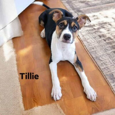Tillie