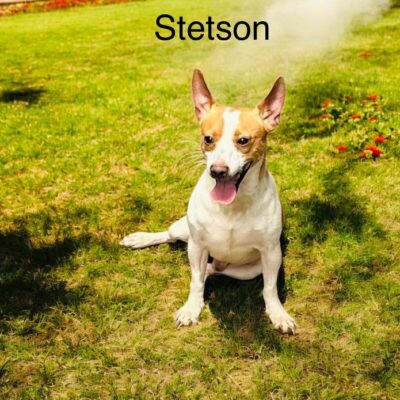 Stetson