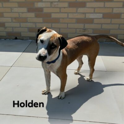 Holden