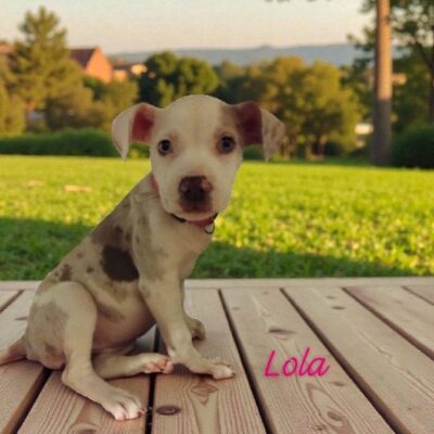 Lola