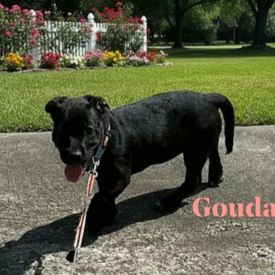 Gouda