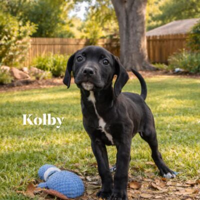 Kolby